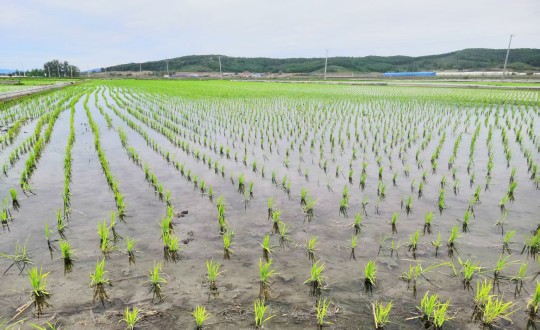 14.农业总公司水稻基地现场_副本.jpg